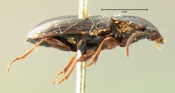 Media type: image;   Entomology 5947 Aspect: habitus lateral view